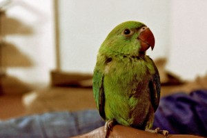 green-parrot-highres