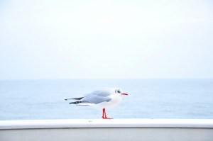 sea-bird-ocean-animal-highres